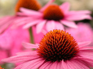 Echinacea