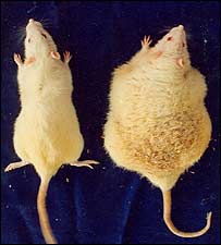 Fat4rats