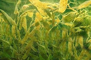 Seaweed